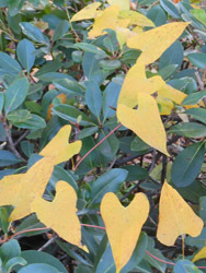 161206_yamanoimo.jpg