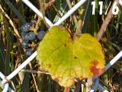 161208_ebiduru1.jpg