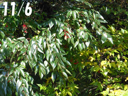 161210_gonzui1.jpg