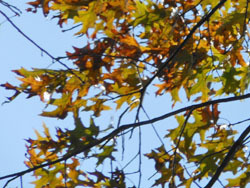 161211_pin_oak.jpg