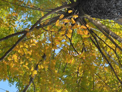 161212_metasequoia1.jpg