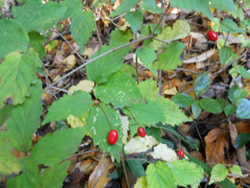 161219_o_yozome1.jpg
