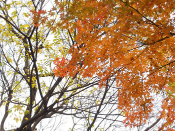 161222_iroha_k2.jpg