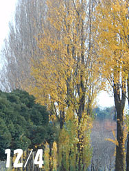 161225_poplar1.jpg
