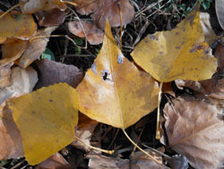 161225_poplar3.jpg
