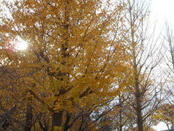 161226_ityo1.jpg