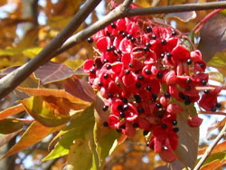 161227_gonzui6.jpg