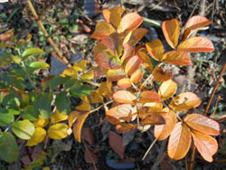 161227_hamanasu.jpg