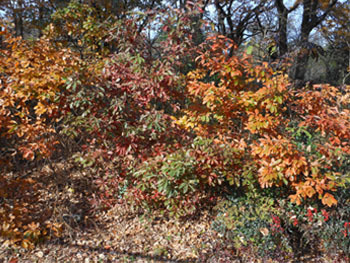 161227_konara3.jpg