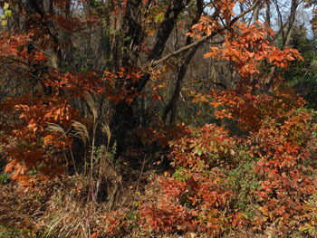 161227_zokibayasi2.jpg