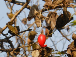 161229_karasu_u1.jpg
