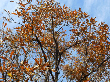 161229_kunugi.jpg