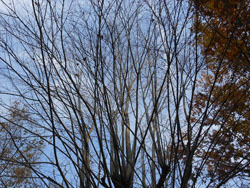 161231_katura.jpg