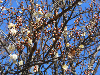 170110_ume10.jpg