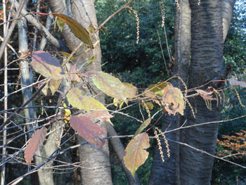 170111_kibusi2.jpg