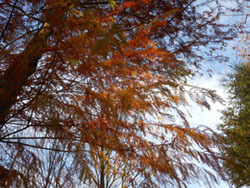170112_rakuusho3.jpg