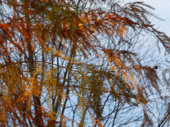 170112_rakuusho4.jpg
