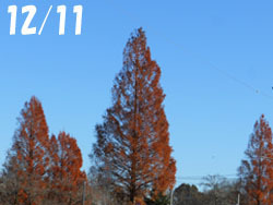 170118_metasequoia1.jpg