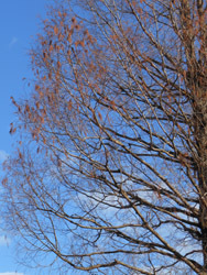 170122_metasequoia1.jpg