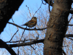 170124_atori1.jpg