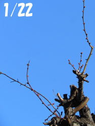 170125_ume.jpg