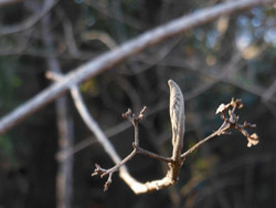 170126_m_sikibu.jpg