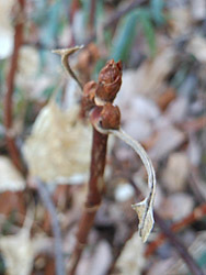 170127_k_ajisai.jpg
