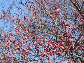 170206_ume1.jpg