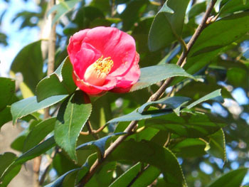 170207_tubaki.jpg