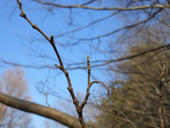 170208_egonoki1.jpg
