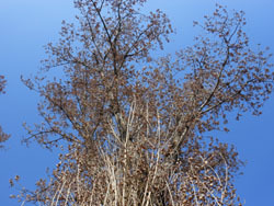 170208_k_poplar1.jpg