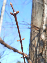 170208_metasequoia1.jpg