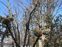 170217_mitumata1.jpg