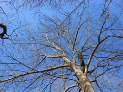 170219_mukunoki3.jpg