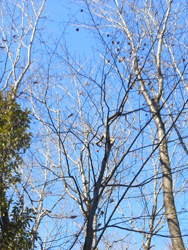 170220_kumaside1.jpg