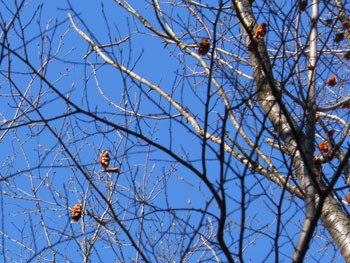 170220_kumaside2.jpg