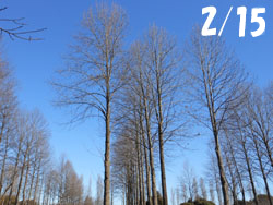 170220_yurinoki.jpg