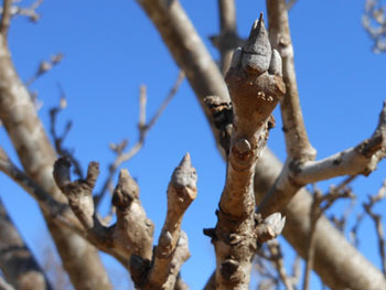 170226_o_toneriko.jpg