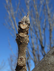 170226_toneriko3.jpg