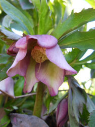 170227_helleborus4.jpg
