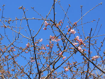 170228_kawazu_z02.jpg