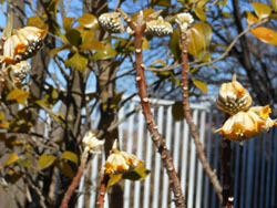 170228_mitumata01.jpg