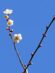 170228_ume02.jpg