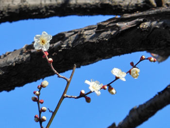 170228_ume03.jpg