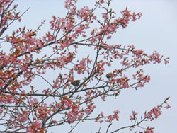170305_kawadu_z1.jpg