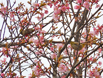 170305_kawadu_z6.jpg