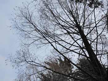 170315_metasequoia.jpg