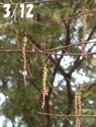 170317_kibusi1.jpg