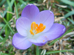 170322_crocus2.jpg
