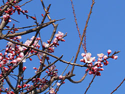 170412_anzu1.jpg